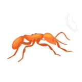 螞蟻